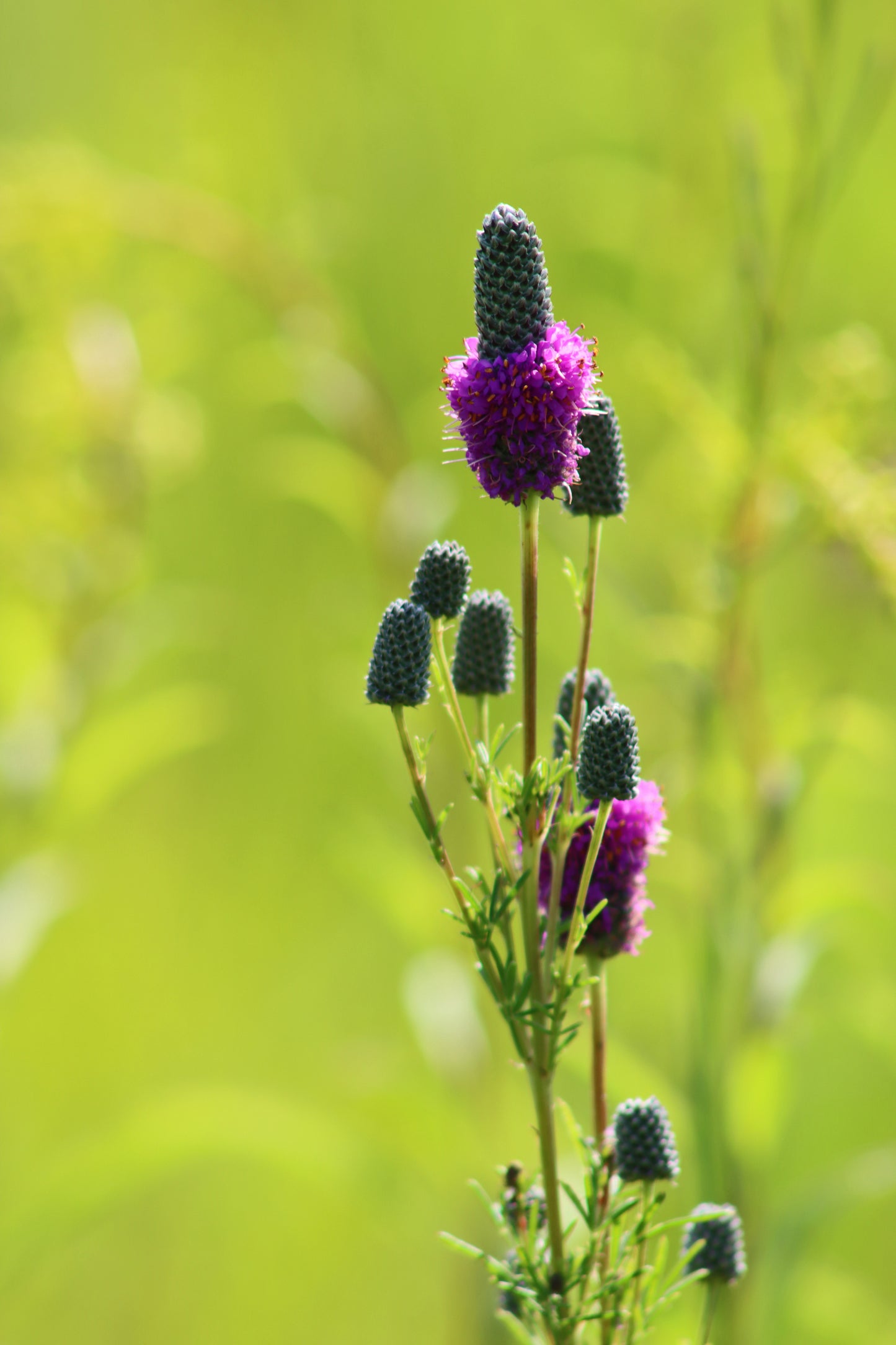 Prairie clover