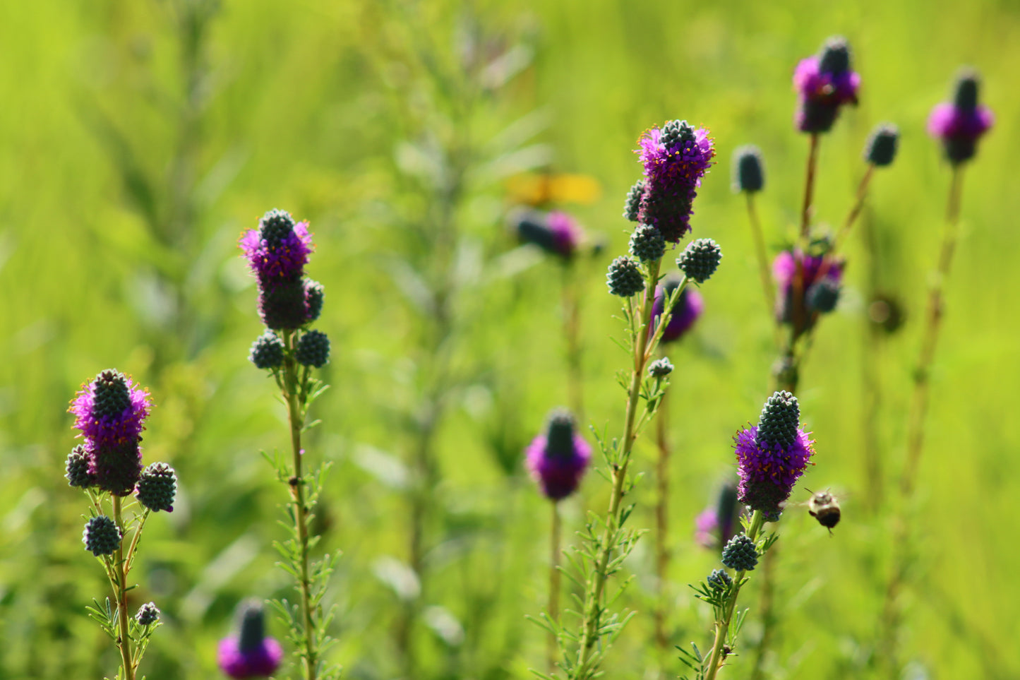 Prairie Clover