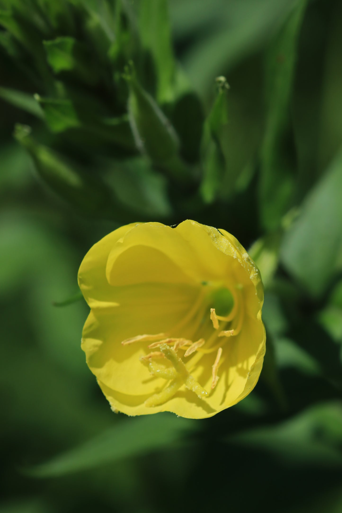 Evening Primrose