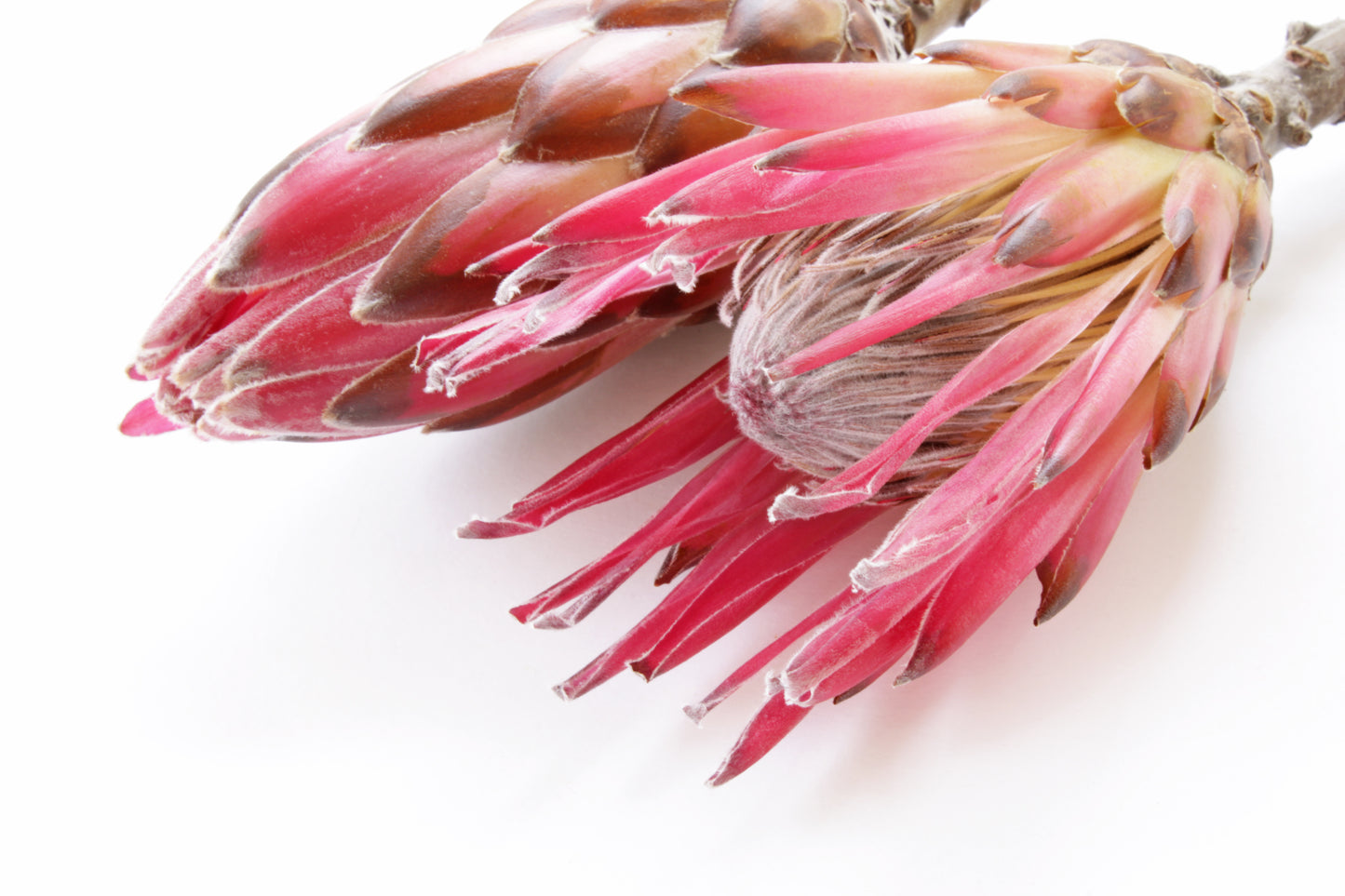 King protea