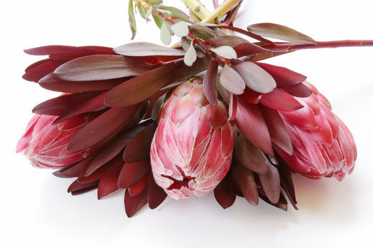 Protea bouquet