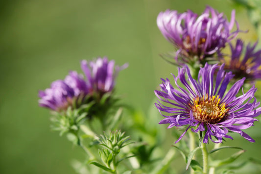 New England Asters