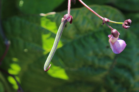 Purple green bean plant