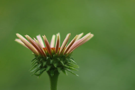 Purple coneflower