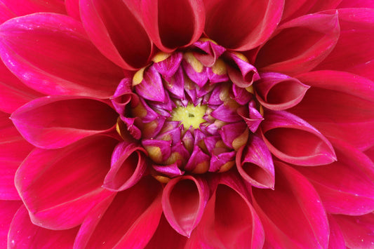 Hot pink dahlia