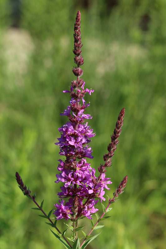 Purple Loosestrife