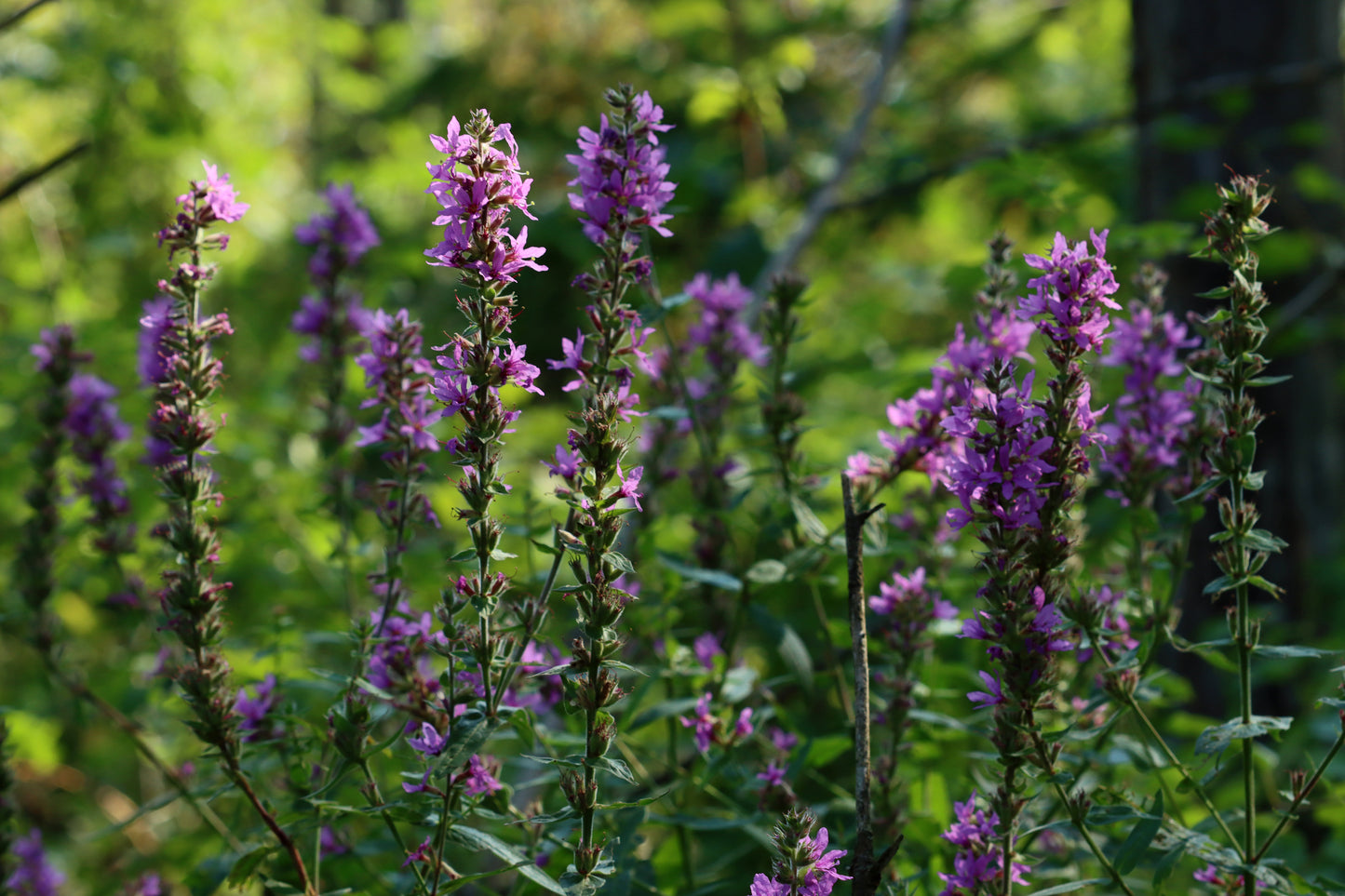 Purple loosestrife meadow