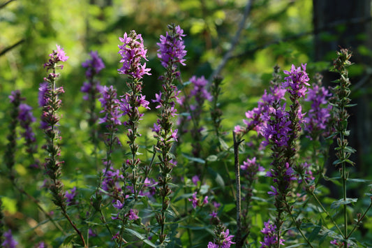 Purple loosestrife meadow