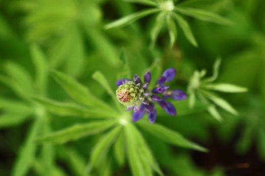 Purple lupine