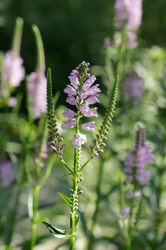 Obedient plants