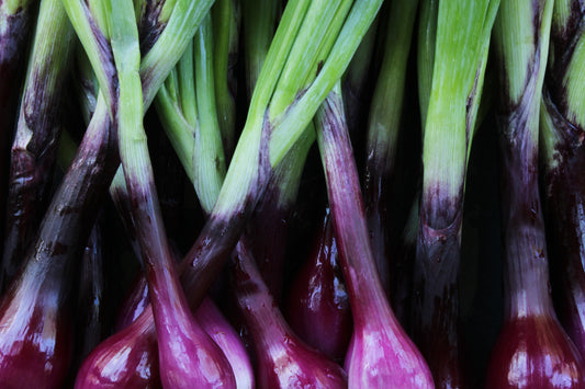 Purple onion bunches