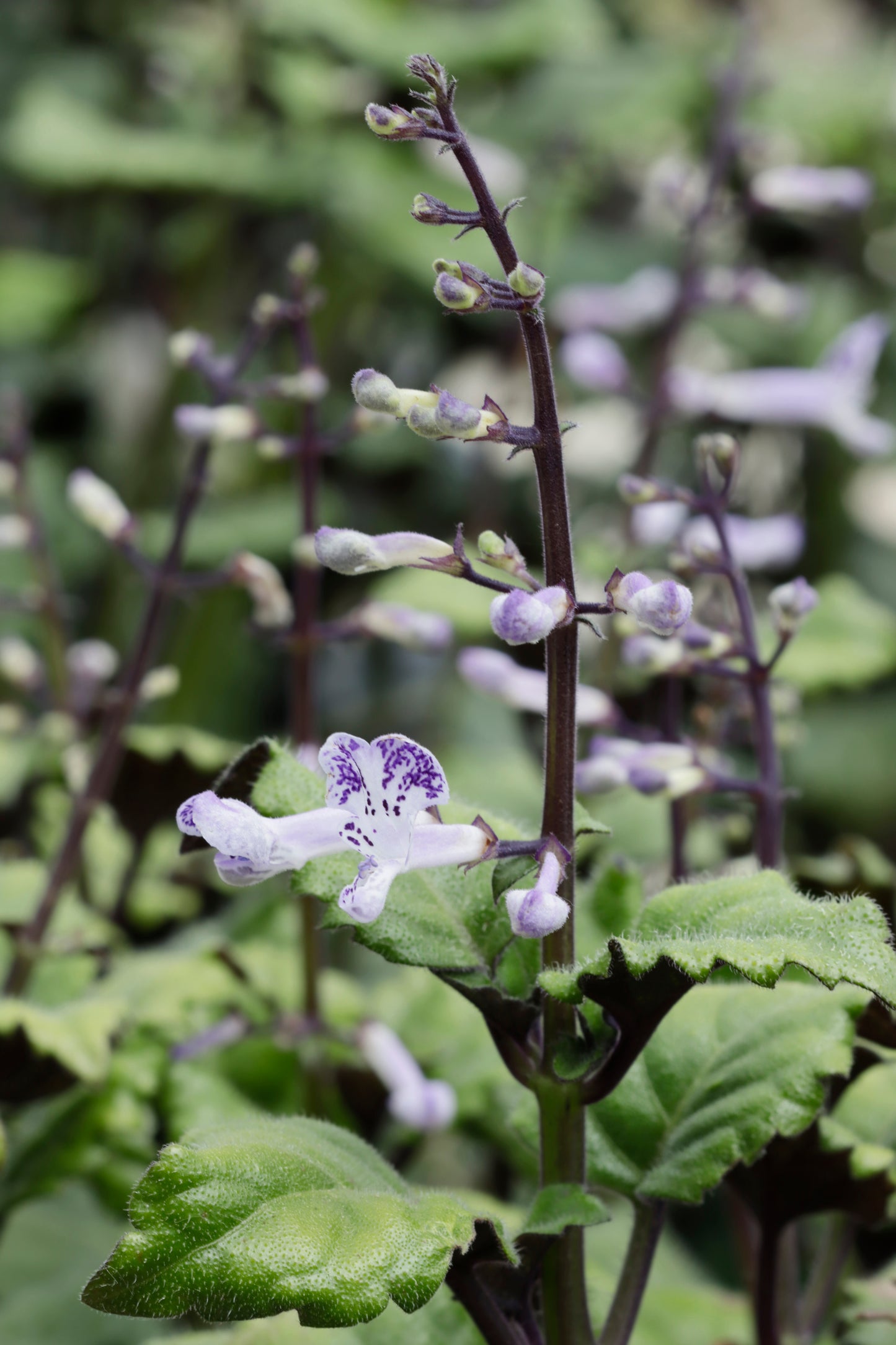 Large spur-flower