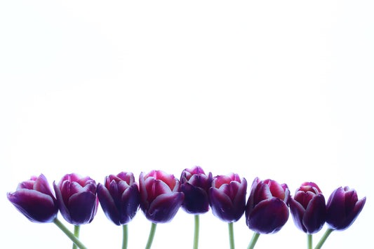 Tulips border