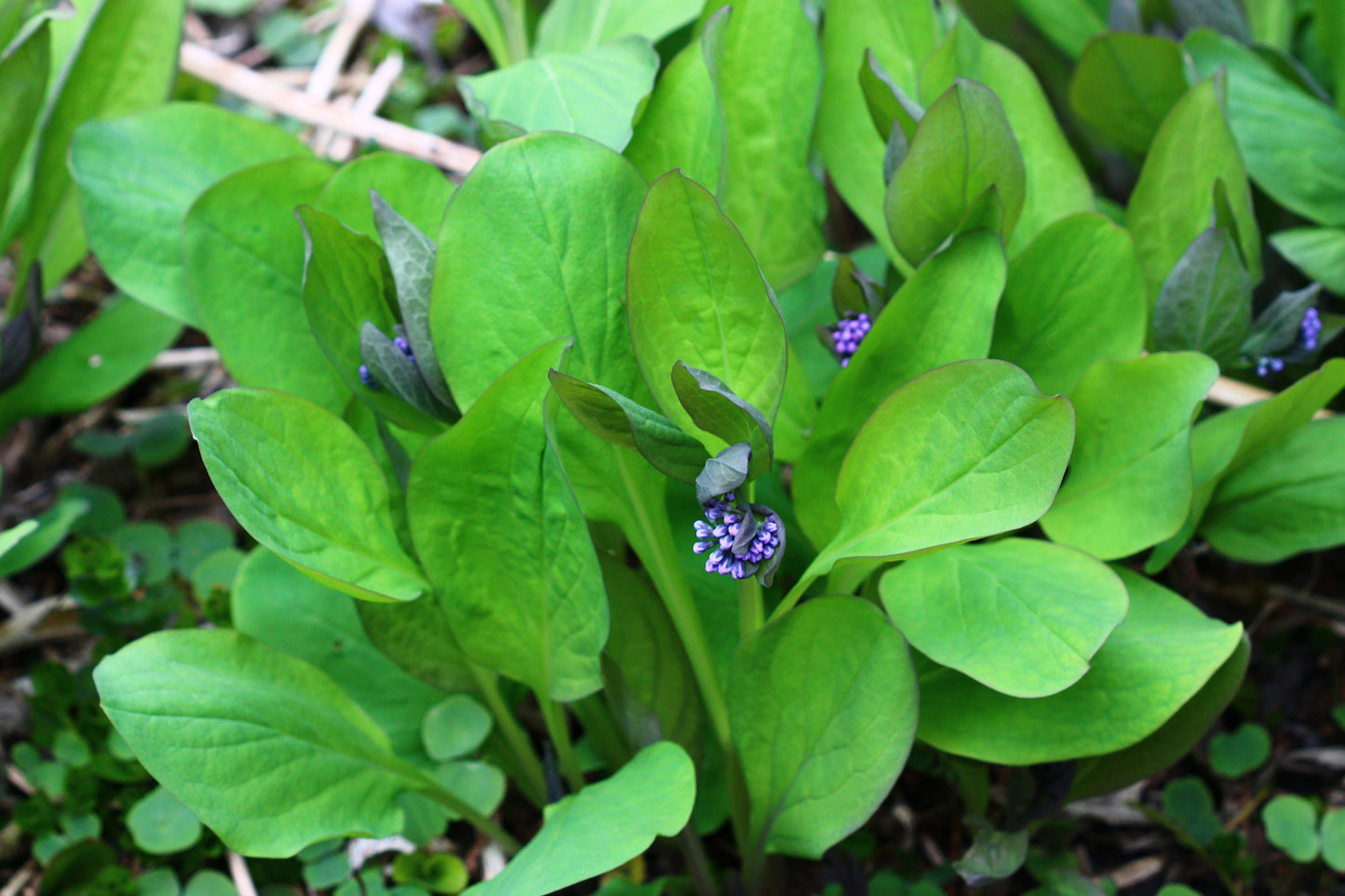 Virginia Bluebells