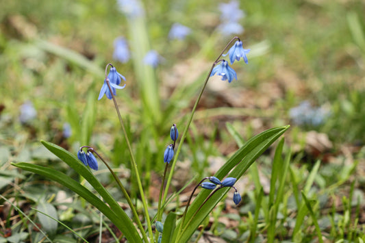 Siberian squill plants