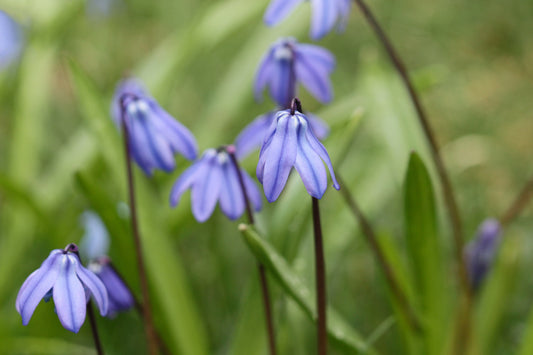 Siberian Squill