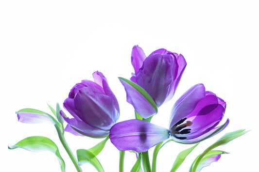 Purple tulips