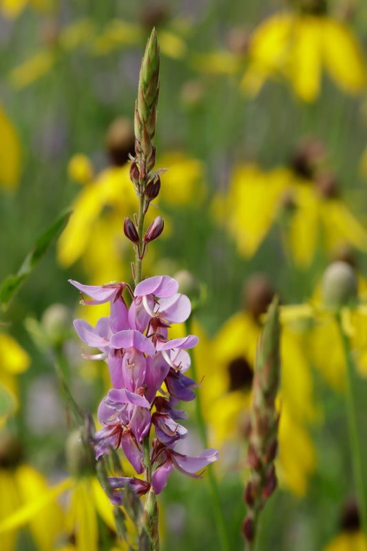 Showy tick-trefoil