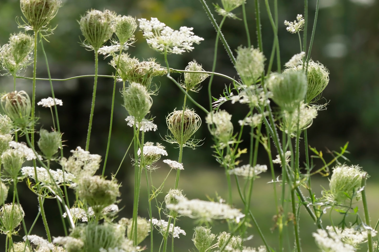 Queen Anne's Lace