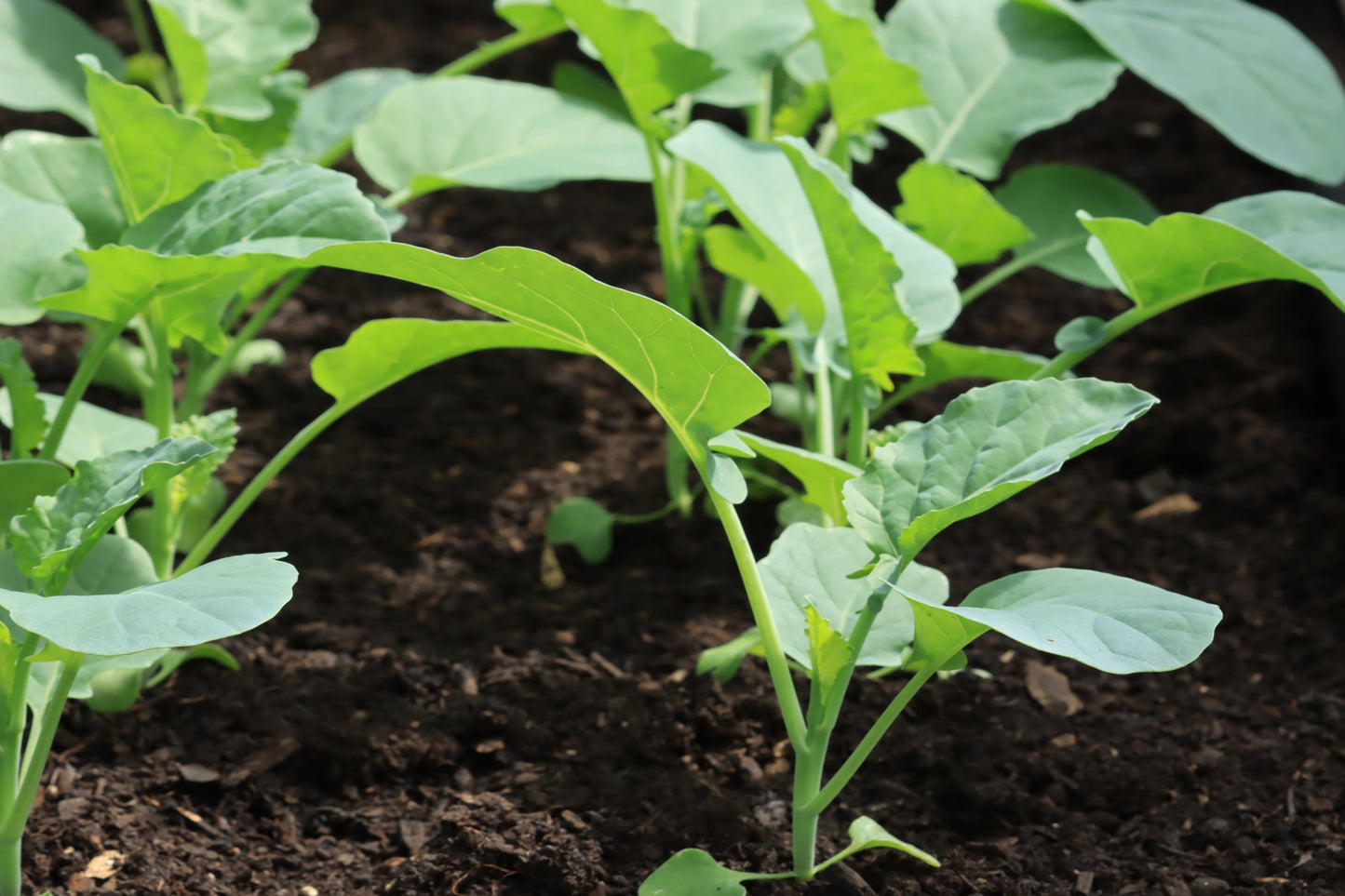 Cabbage seedlings