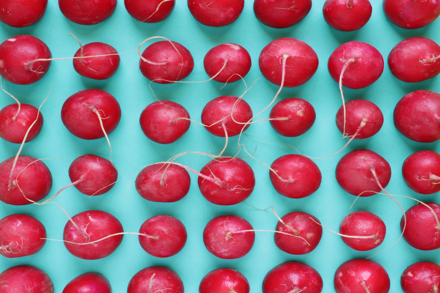 Red radish background