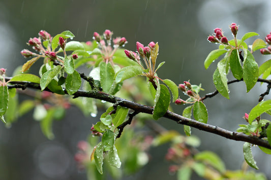 Crabapple blossoms in the rain