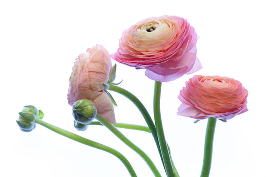 Ranunculus blooms