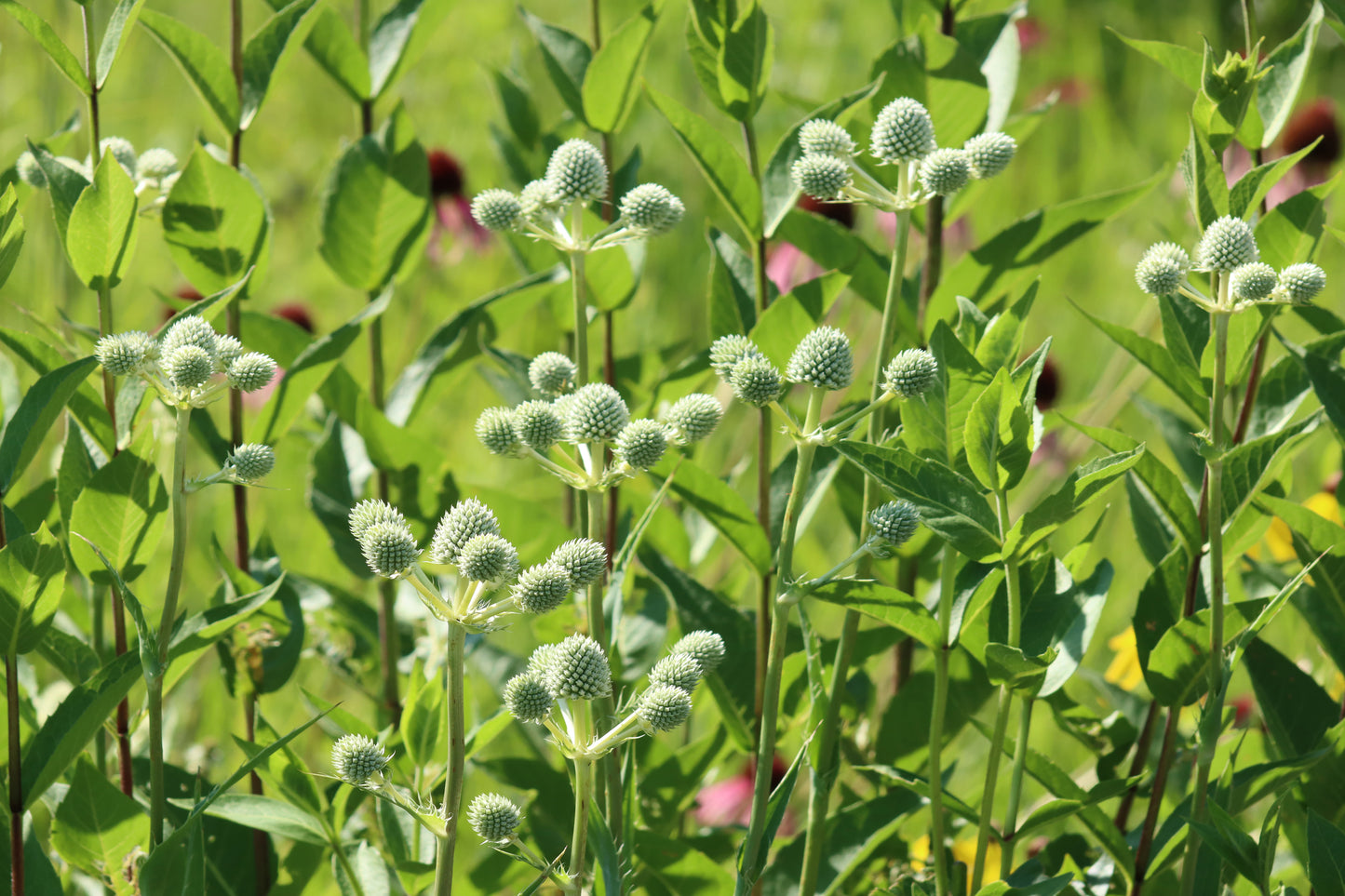 Rattlesnake Master