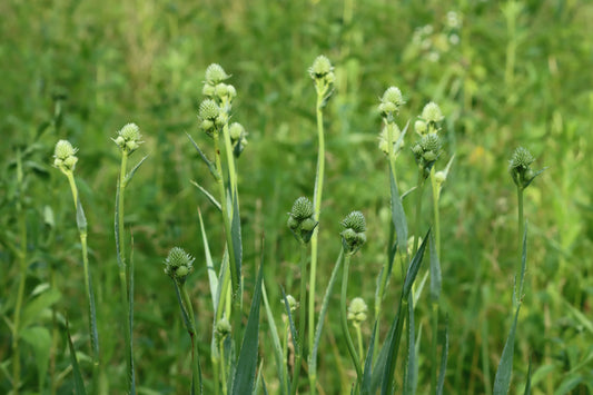 Rattlesnake master