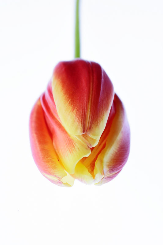 Tulip posed