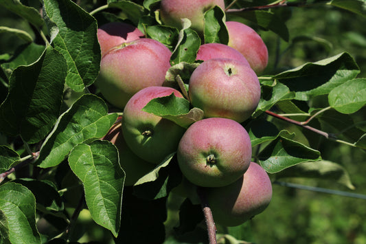 Apple tree harvest