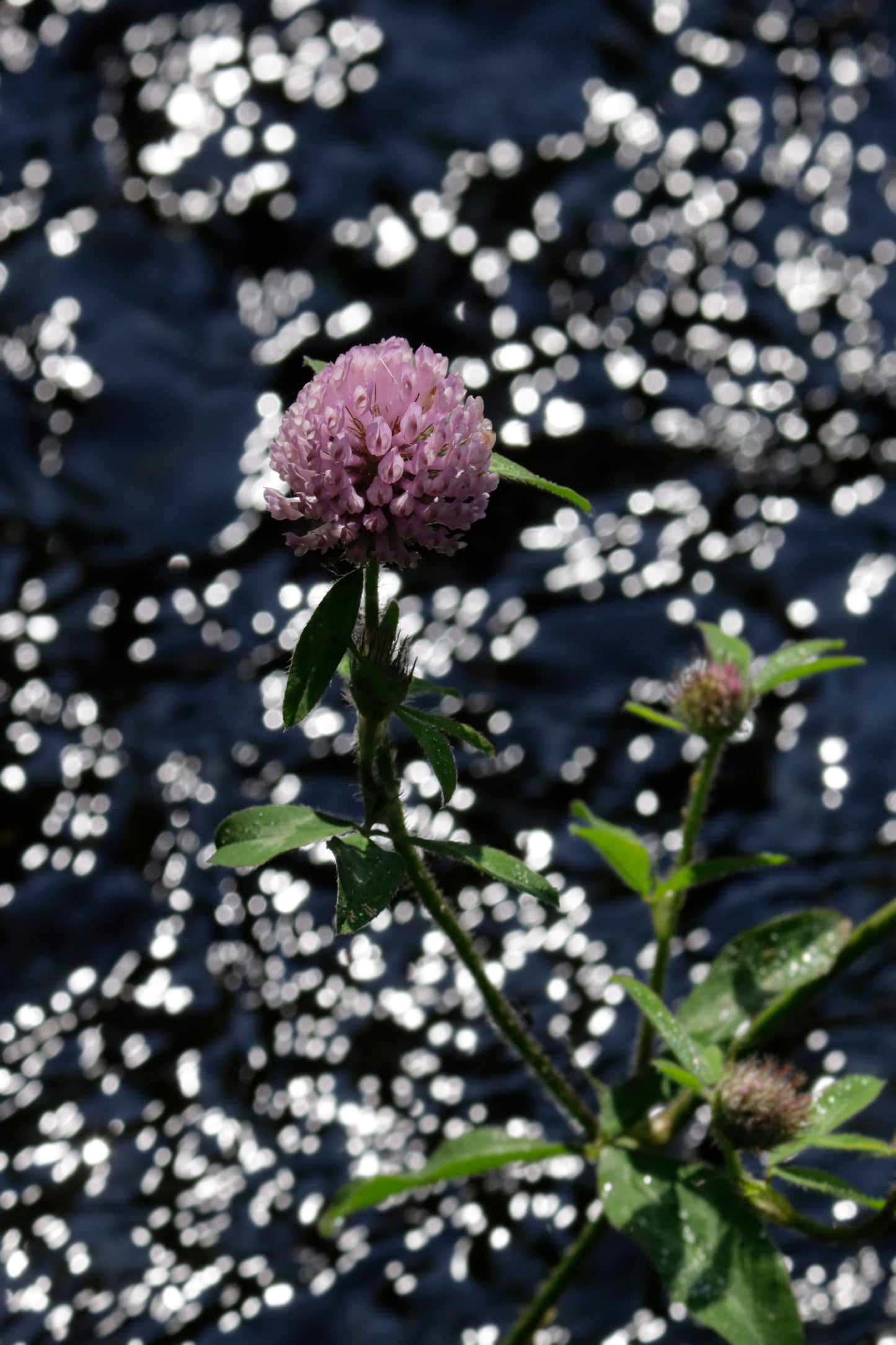 Red clover over water