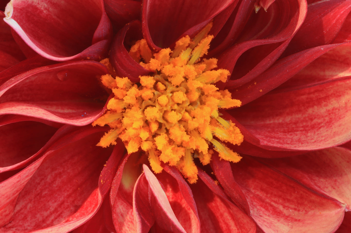 Red Dahlia