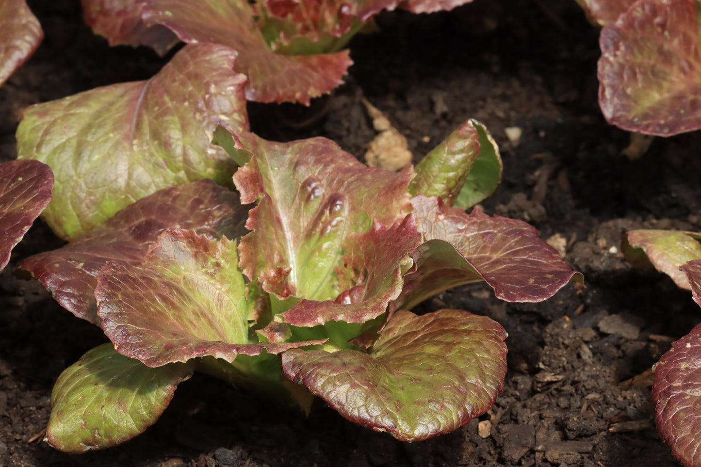 Red leaf lettuce