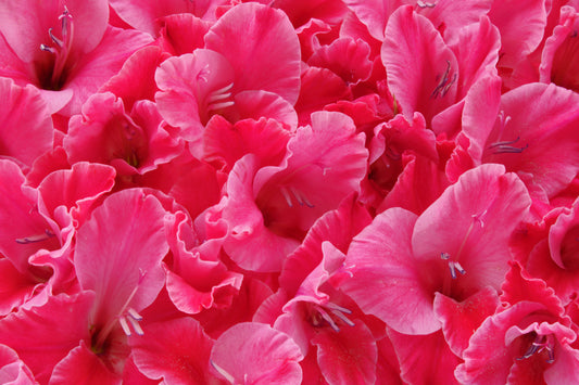 Pink gladiolus flowers