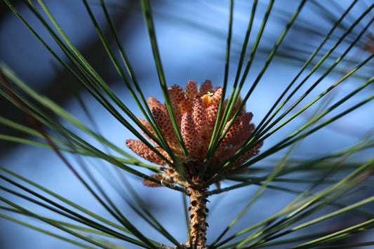 Red pine macro