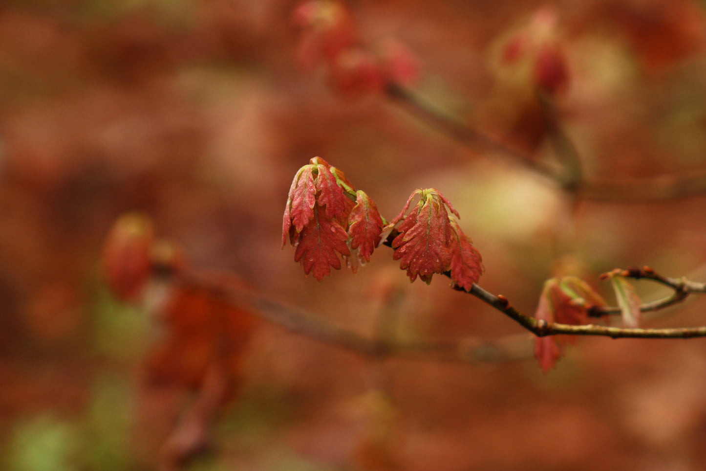 Spring in red