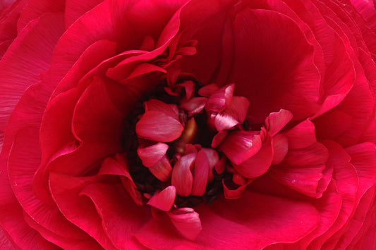 Red ranunculus