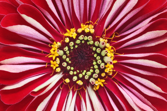 Red Zinnia