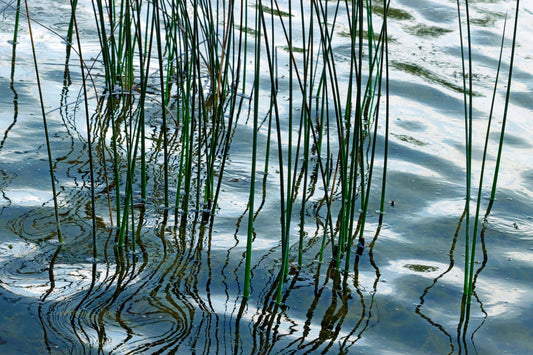 Hardstem tule bulrush