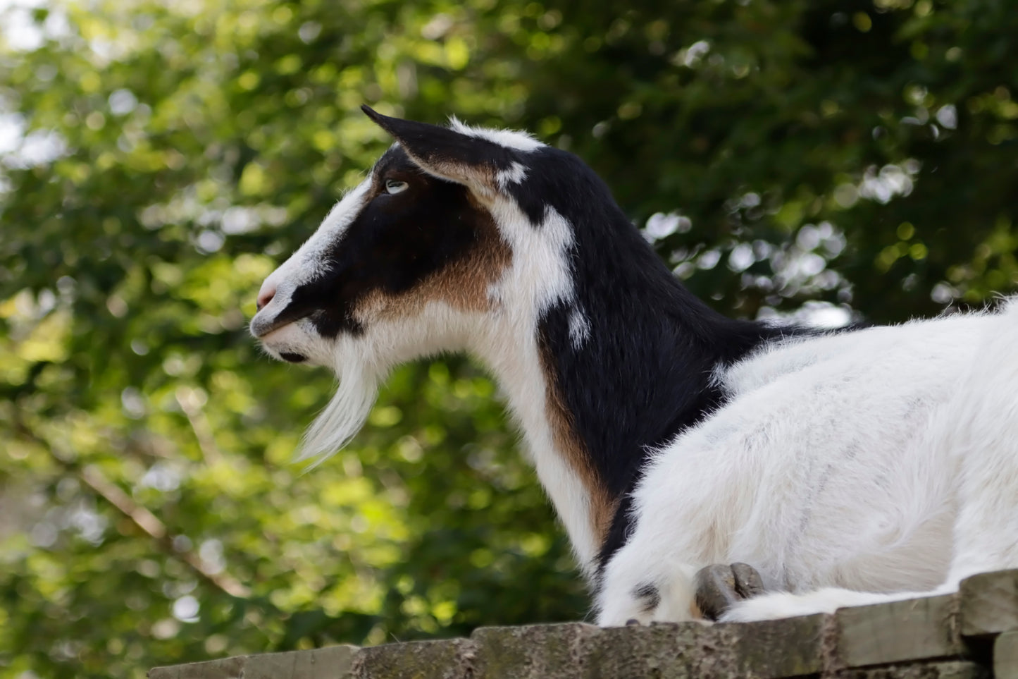 Goat