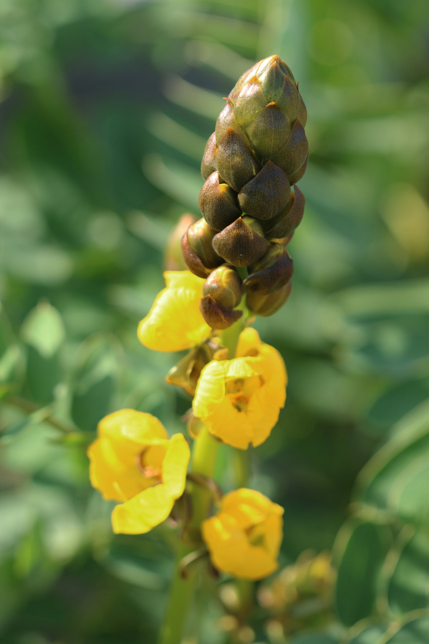 African senna