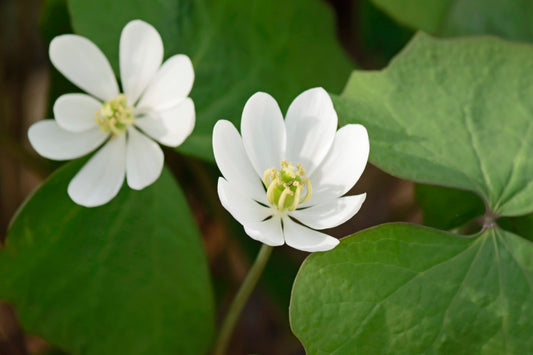 Jeffersonia-Rheumatism root