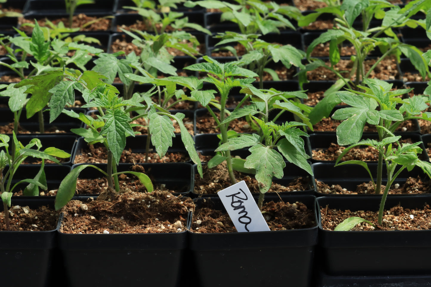 Roma tomato seedlings