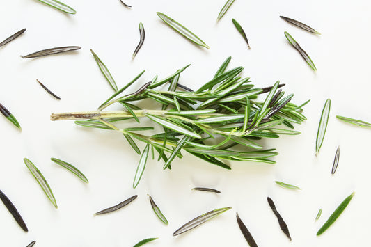 Rosemary still life on white