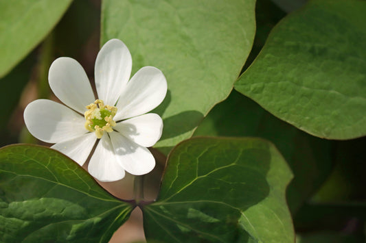 Jeffersonia-rheumatism root