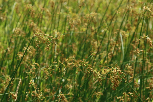 Softstem bulrush