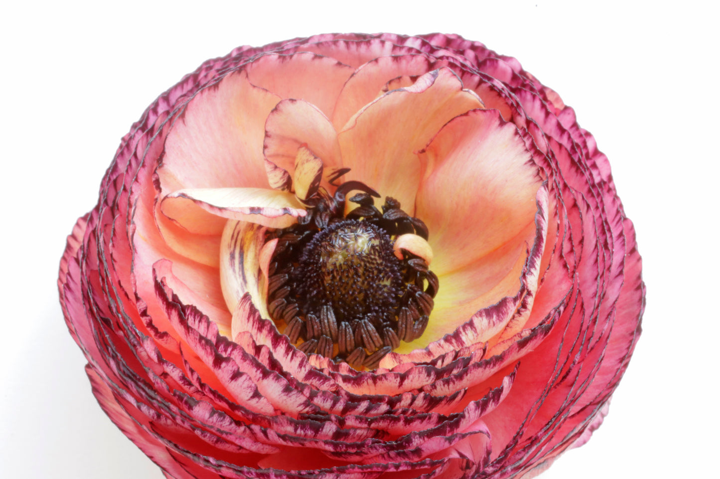 Ranunculus bloom