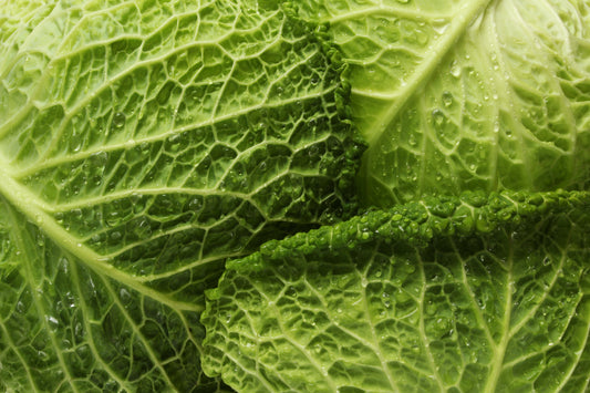 Savoy cabbage