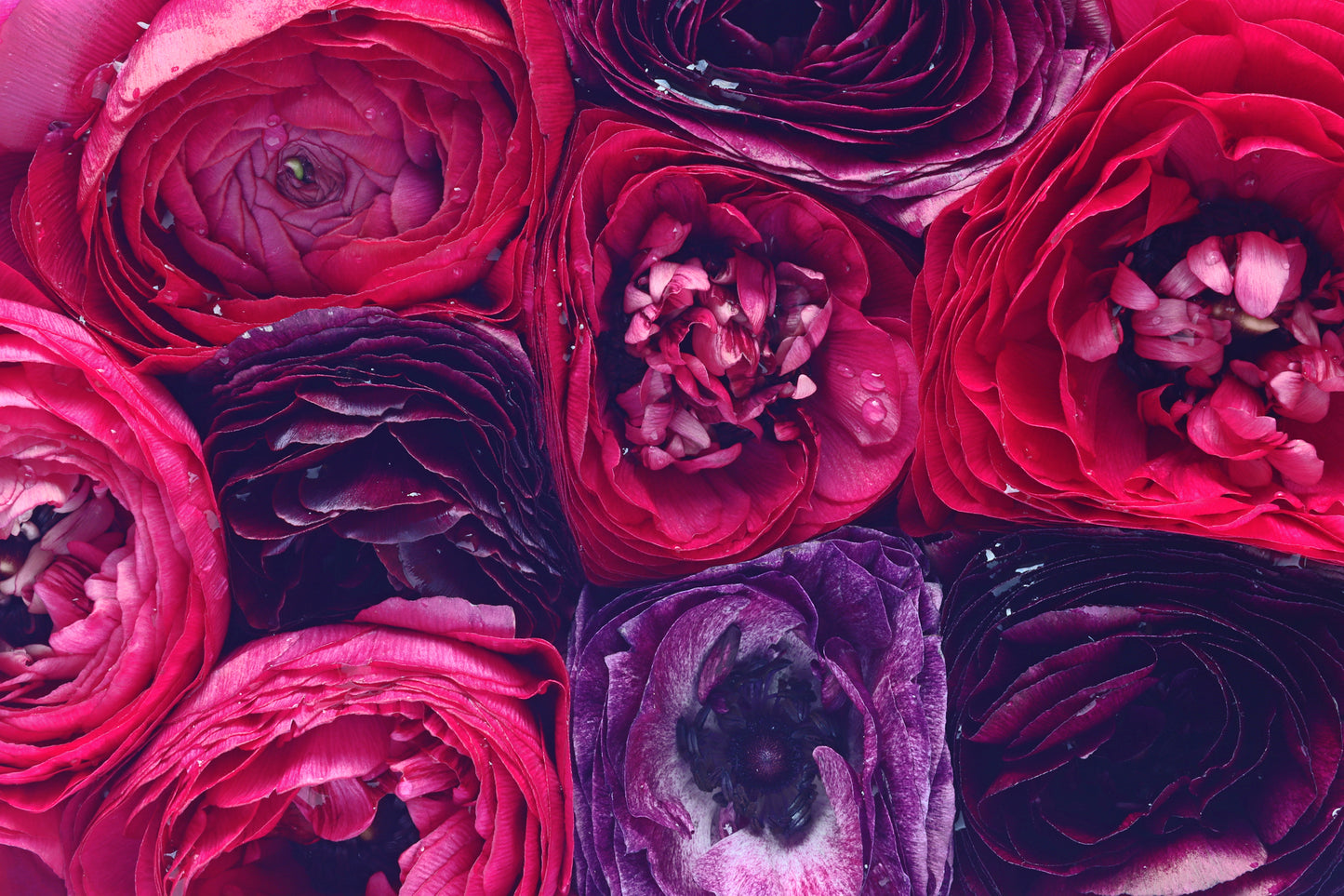 Ranunculus background